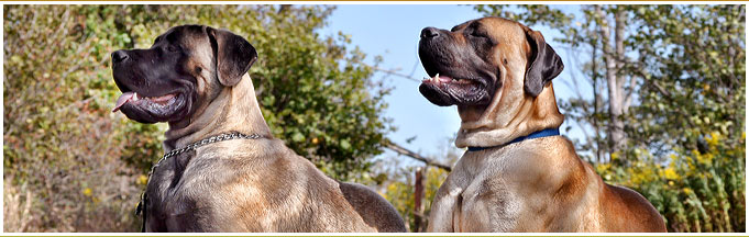Mastiff Dog Breeders in Chatham-Kent Ontario